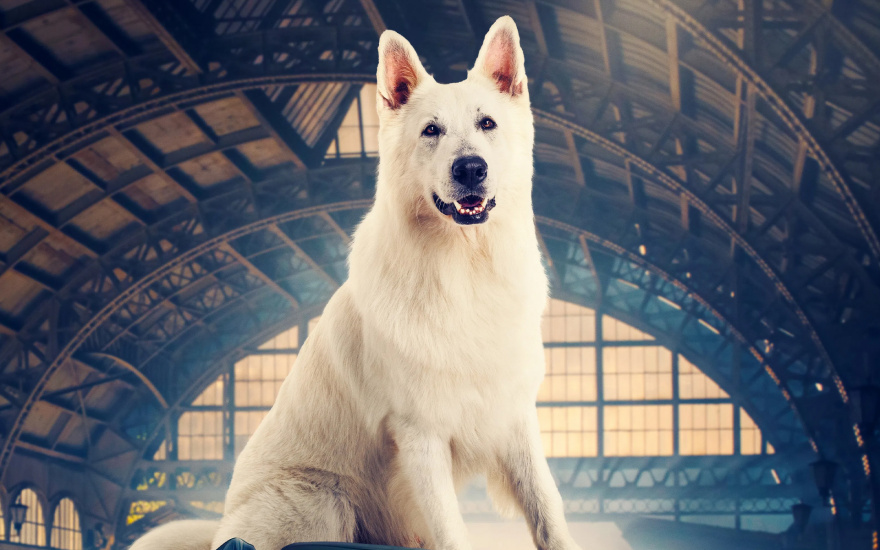 سگ قطارسوار-cover-image